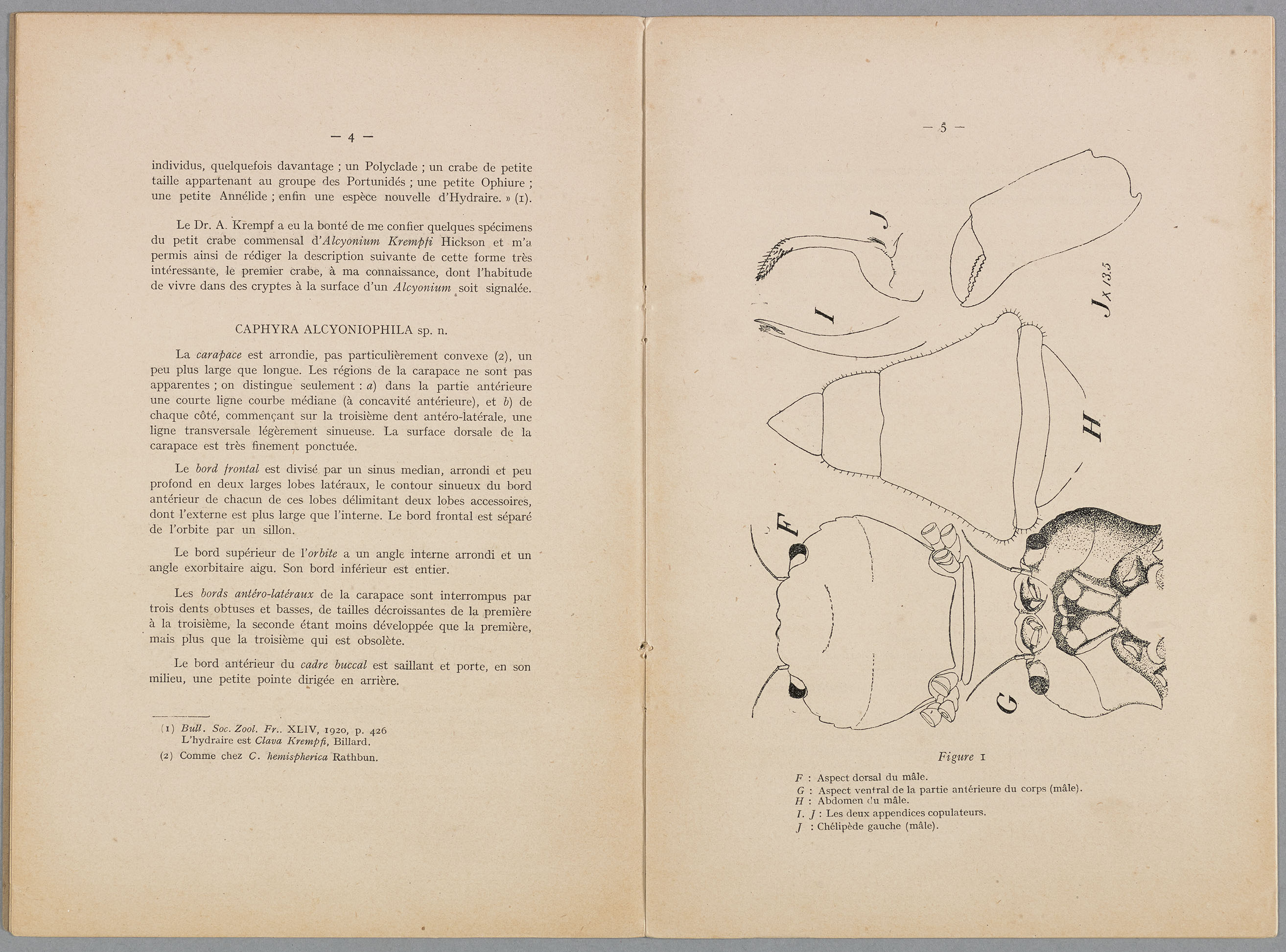 Sur un Caphyra indochinois commensal d’un Alcyon. Théodore Monod. 1928. BIB SOM c/Br/5296